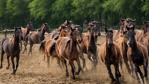 I cavalli del ranch a Lajosmizse