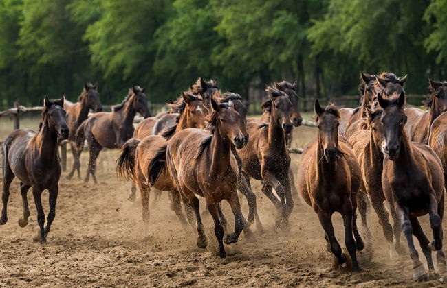 Escursione alla Pusta e spettacolo equestre - Foto 4