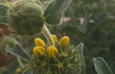 Maison Lily en Provence - Gonfaron - 4ch - Foto 17