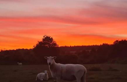 The Piggery - Foto 21