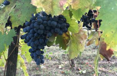 Agriturismo Beata Vanna - Foto 37