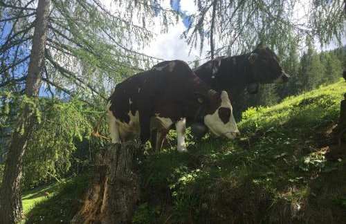 Sul cucuzzolo - Foto 59