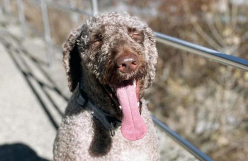 Apartahotel Canfranc - Foto 74