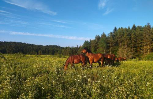 Pastelova Krova - domki w Bieszczadach - Foto 29