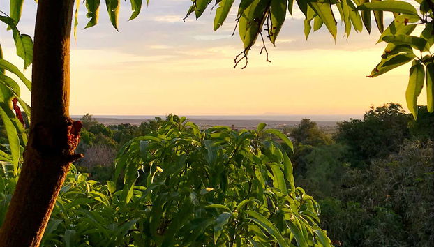 Frondosa arboleda de Pica