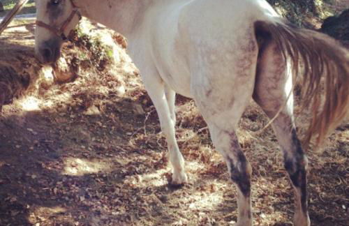 Antico Casale Pozzuolo - Foto 27