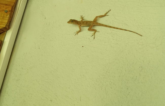 Berkey's Jungle Paradise - Photo 67