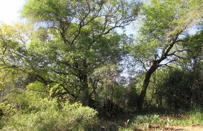 3 bed Bush-tent Under 3 Trees, for Couple Plus Chaperone Free Lionhyena Sounds - Foto 23