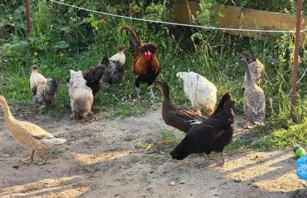 La petite ferme de Fine - Photo 16