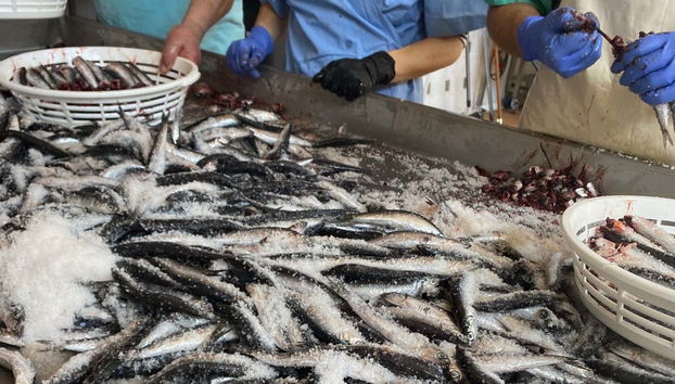 Anchoas en salazón