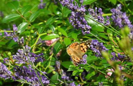 Ferienwohnungen Zum Hülsenbusch - Foto 9