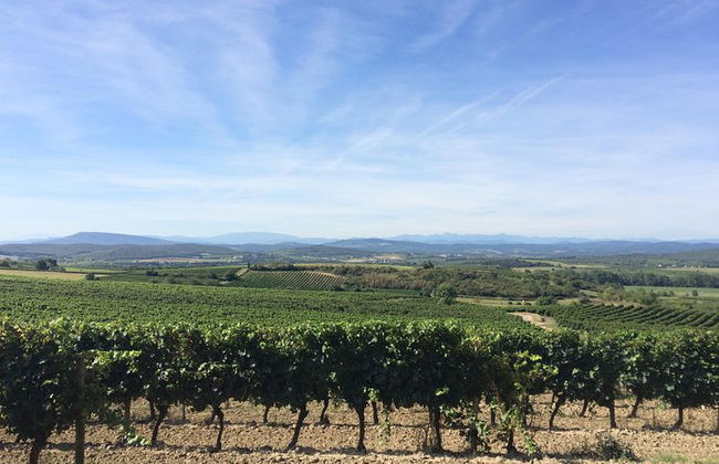 Cité de Carcassonne und private Weinprobe von Toulouse - Foto 5