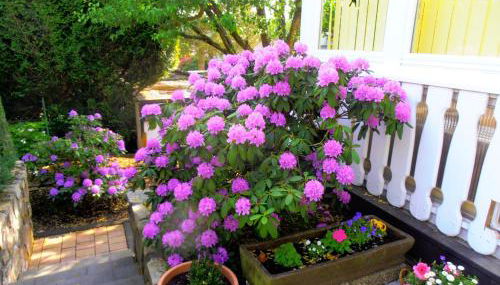 Sonnenblick - Photo 2