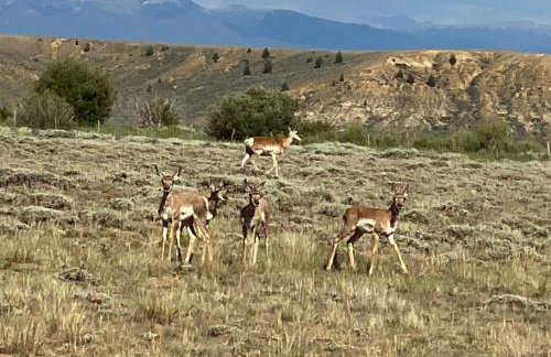 Whistle Pig Retreat at 22 West Cabins and Recreation - Foto 23