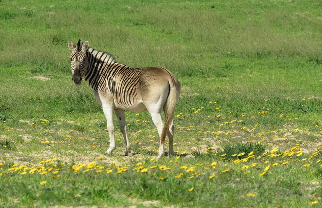 L'Ermitage Quagga Lodge - Photo 35