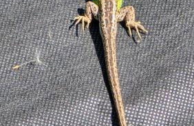 Domki Lawendowy Zakątek - Foto 43