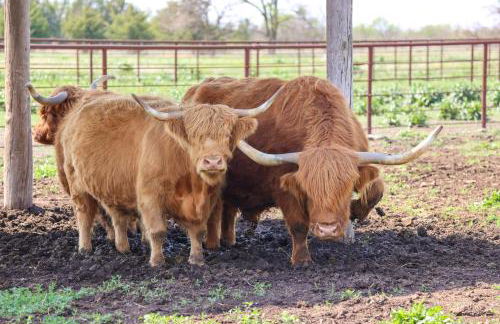 Beatrice Studio with Fire Pit Near Golf! - Foto 28