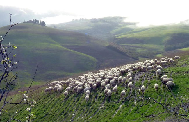 Fattoria Lischeto - Foto 39