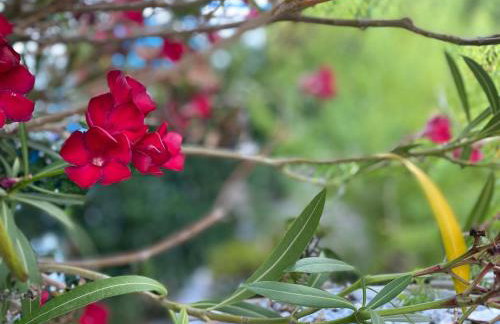 Pantheon Apartments & Studios - Photo 92