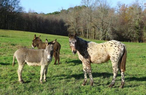 Evadez-vous à la ferme ! - Foto 31