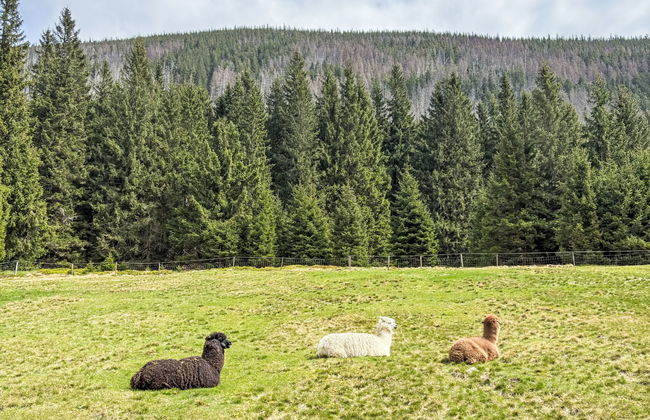 Ski-In Ski-Out Mountain Duplex Portášky2 - Foto 67