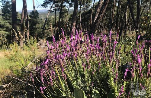 EL DESCANSO DE PINARES - VuT en Huerta de Rey - Foto 26