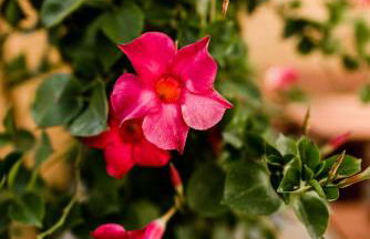 Rosenchalet - Foto 49