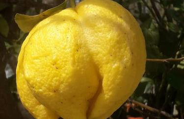 LEMON TREE GARDEN near Mirtos beach - Foto 9