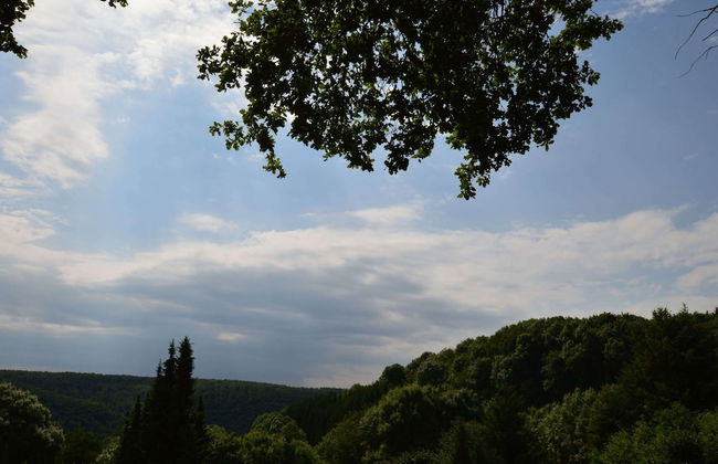 Strotzbusch Forest Hideaway - Photo 22