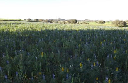 Casa da Comadre - Casas de Taipa - Foto 44