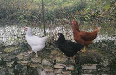 Cocottes & Colibri - Foto 38