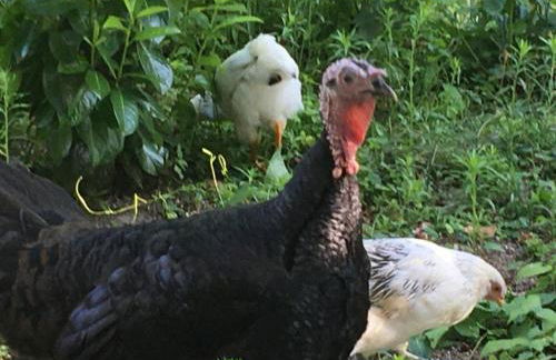 Gite Les Sources - Foto 23