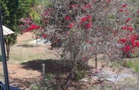 Palácio do Príncipe - Foto 12