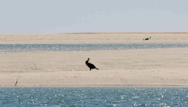 Ria Formosa Bird Watching - Foto 5