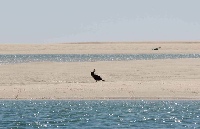 Ria Formosa Bird Watching - Foto 5