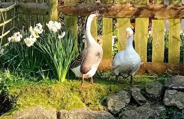 Farm accommodation - The Lizard Peninsula, Cornwall - Foto 15
