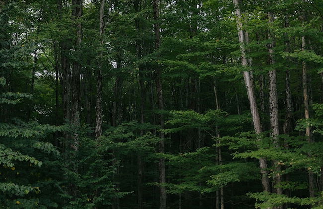 Forest Mountain Escape: Beautiful Mountaintop Escape In Mendon, Vt. 20 Min To Killington/14 To Pico. 4 Bedroom Home - Foto 15