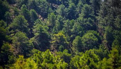 Casa Rural la Piedra del Cambrón - Foto 5