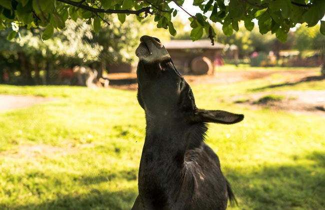 Agriturismo Tre Rondini - Foto 33