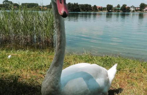 Kuća za odmor DRAVA LIFE - Foto 37