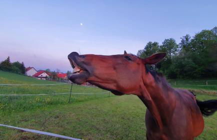 Black Forest Schwarzwaldperle - Foto 21