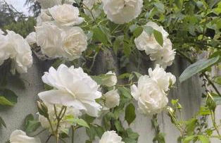 4-Zimmer-Apartment-Saarbrücken-Ost für privat und geschäftlich Reisende - Foto 13