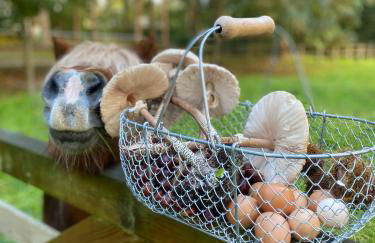 Domaine du Chesney - Foto 13