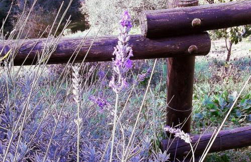 Luce Stellata - Foto 6