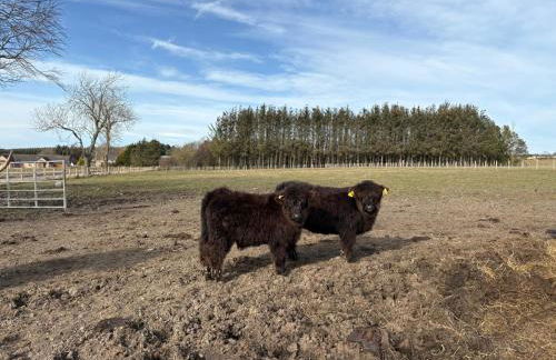 The Wee Heilan' Dram - Foto 38