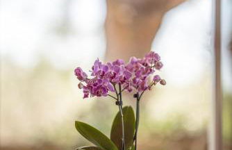 Villa Encantamiento - Dimora Gelsomino - Masseria Storica nel cuore della Puglia con piscina - Foto 43