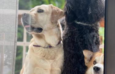 Artesina - ski in & ski out - vista sulle Alpi e camino - Foto 31