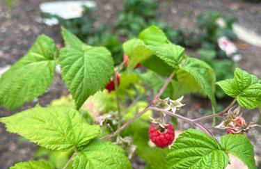 Au Temps Passé - Photo 57