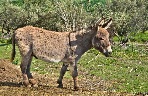 Apartment Agroturizam Radešić - Foto 6