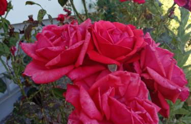 Grünes Allgäu - Foto 17